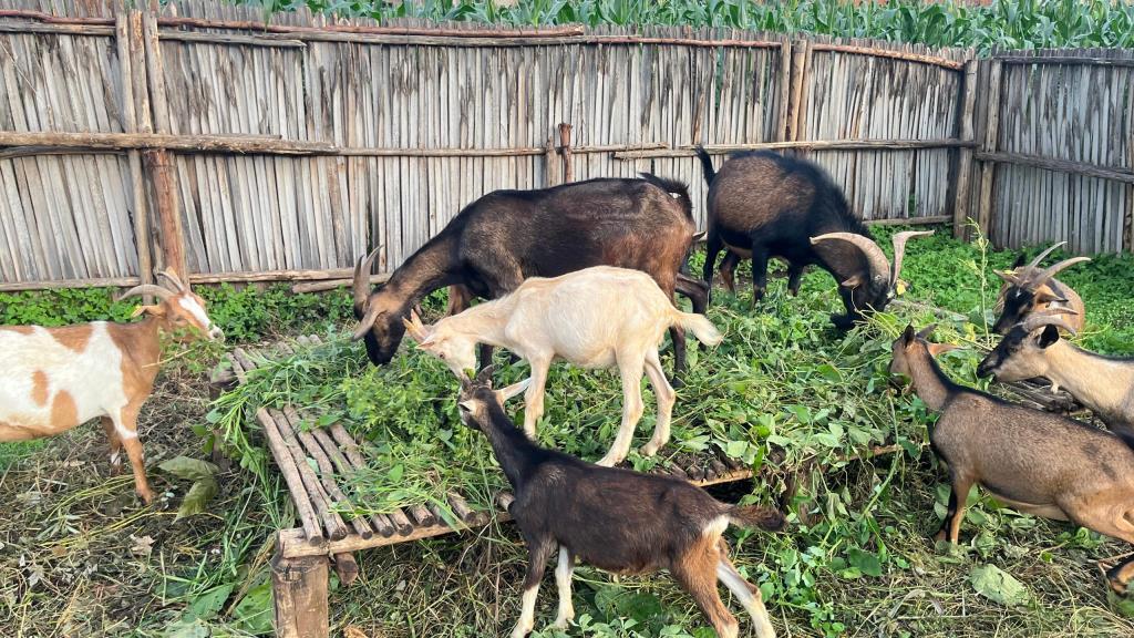 Centre Agro-pastorale